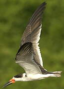 Black Skimmer