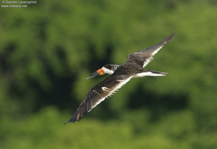 Black Skimmer