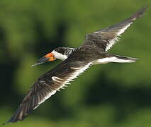 Black Skimmer