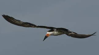 Black Skimmer