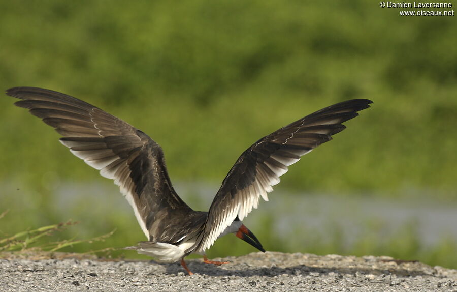 Black Skimmer