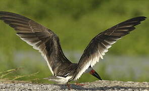 Black Skimmer