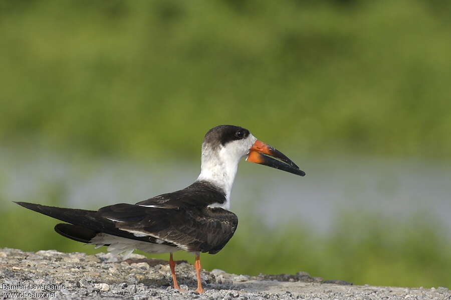 Black Skimmeradult post breeding, identification