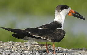 Black Skimmer