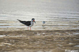 Black Skimmer