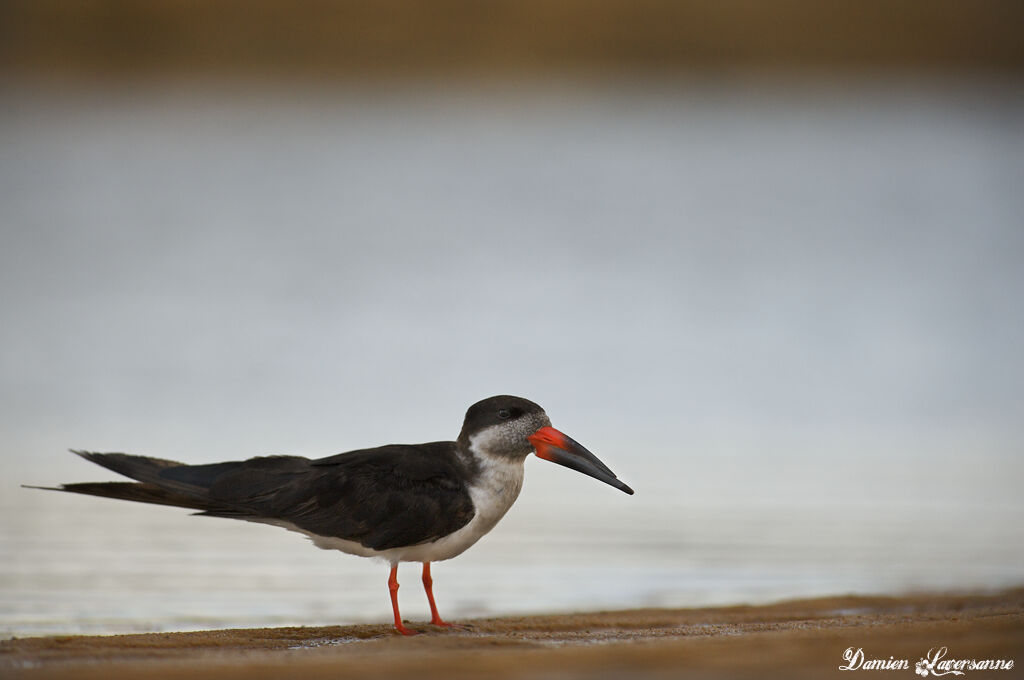 Black Skimmer