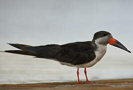 Black Skimmer