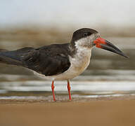 Black Skimmer