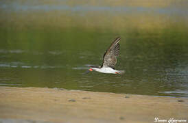 Black Skimmer