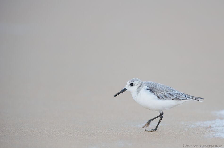 Sanderling