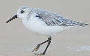 Bécasseau sanderling