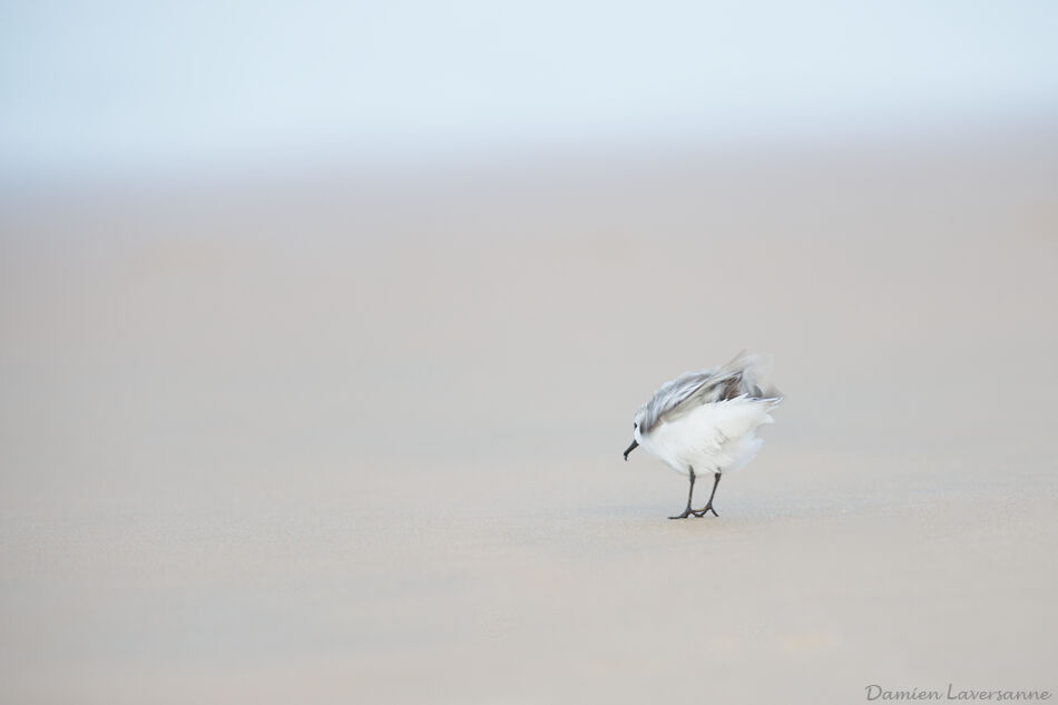 Sanderling