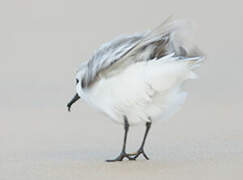 Bécasseau sanderling