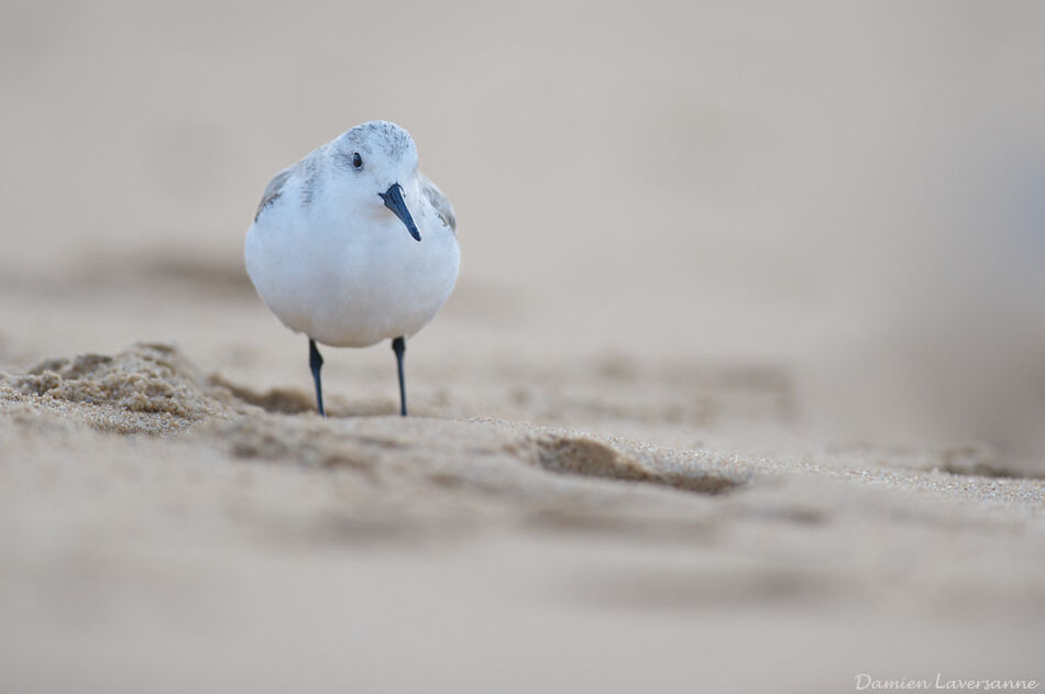 Sanderling