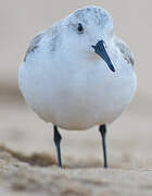 Bécasseau sanderling