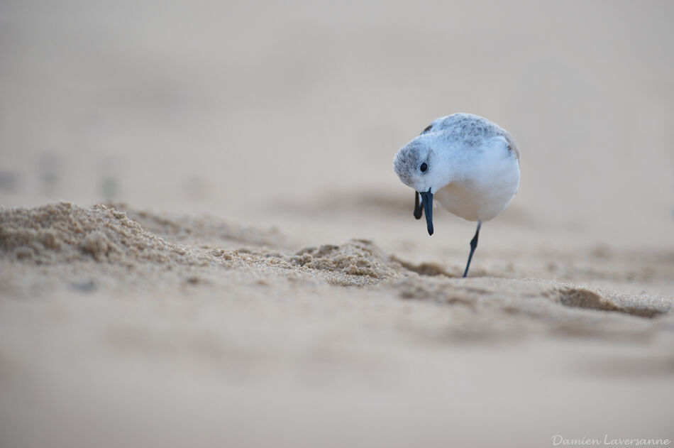 Bécasseau sanderling