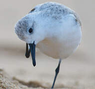 Bécasseau sanderling