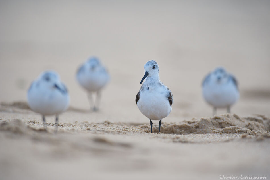 Sanderling