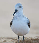 Bécasseau sanderling