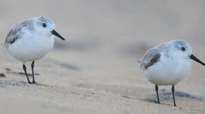 Bécasseau sanderling