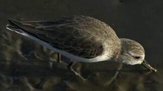 Semipalmated Sandpiper