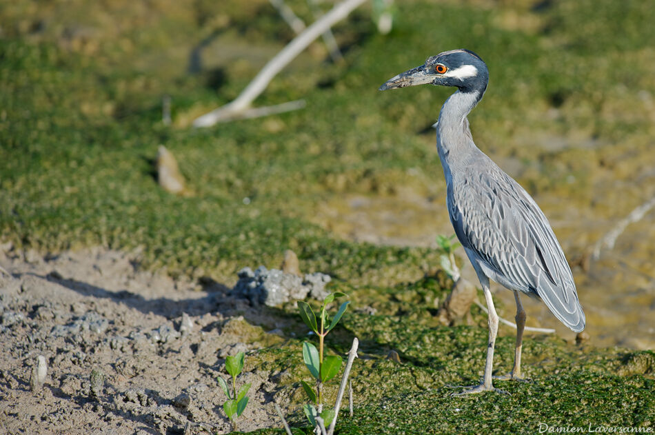 Yellow-crowned Night Heron