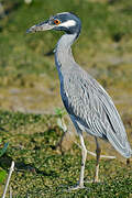 Yellow-crowned Night Heron