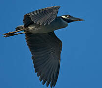 Yellow-crowned Night Heron