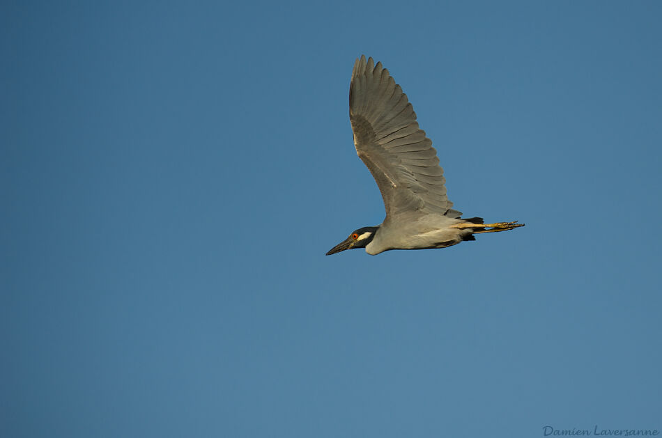 Yellow-crowned Night Heron, identification