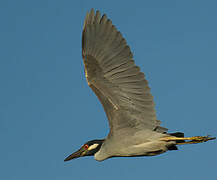 Yellow-crowned Night Heron