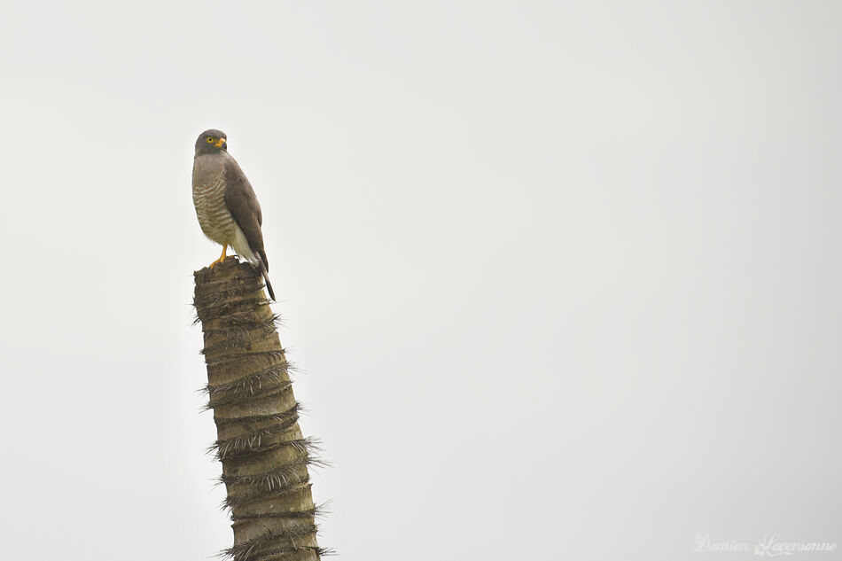 Roadside Hawk