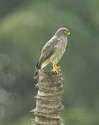 Roadside Hawk