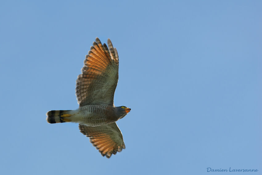 Roadside Hawk