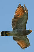 Roadside Hawk