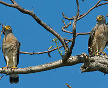 Roadside Hawk