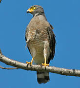 Roadside Hawk