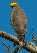 Roadside Hawk