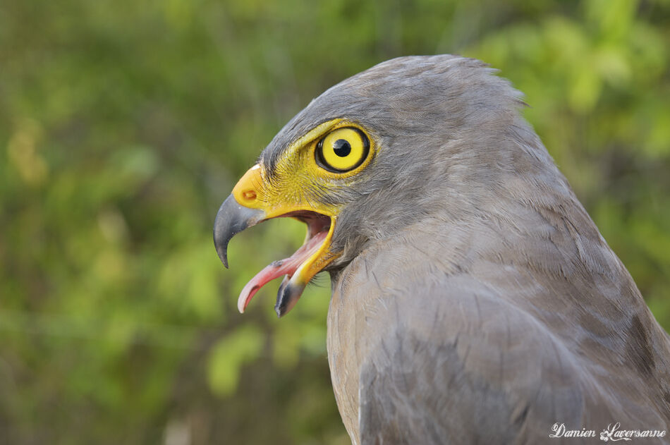 Roadside Hawk