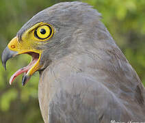 Roadside Hawk