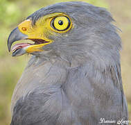 Roadside Hawk