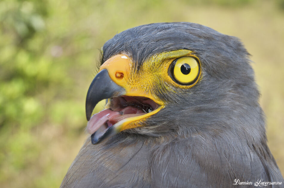 Roadside Hawk