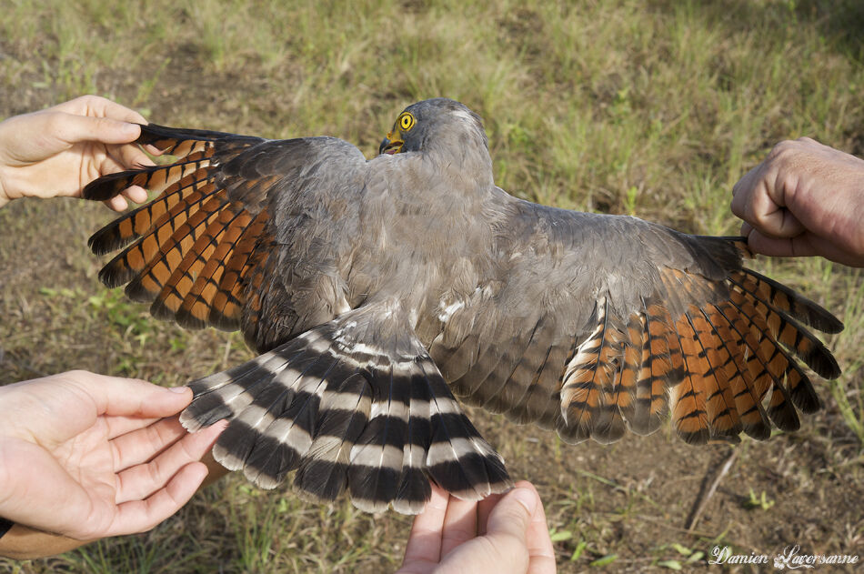 Roadside Hawk