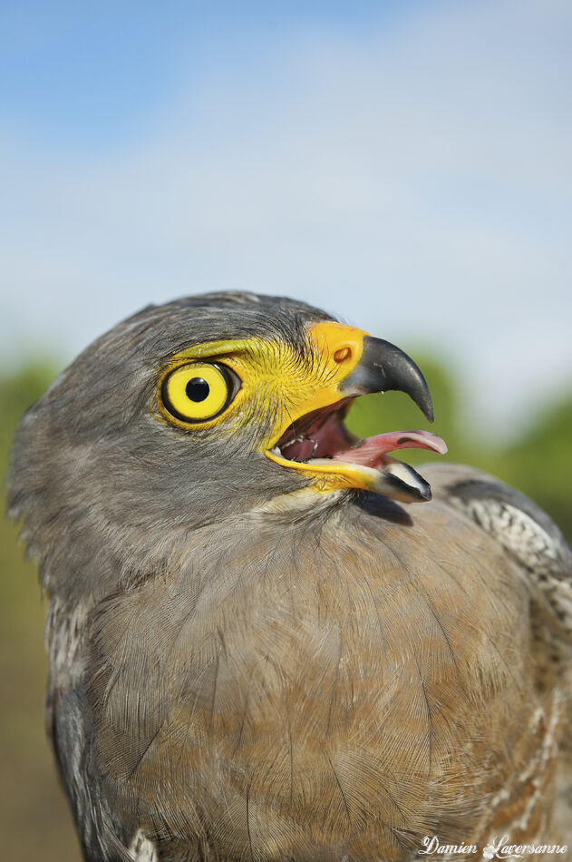 Roadside Hawk