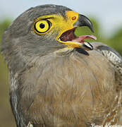 Roadside Hawk