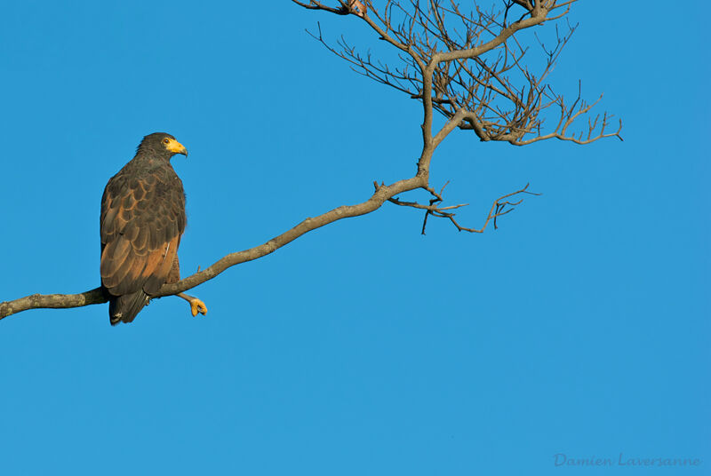 Rufous Crab Hawk