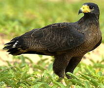 Rufous Crab Hawk