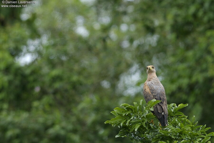 Savanna Hawk