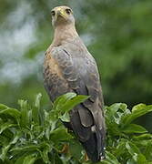 Savanna Hawk