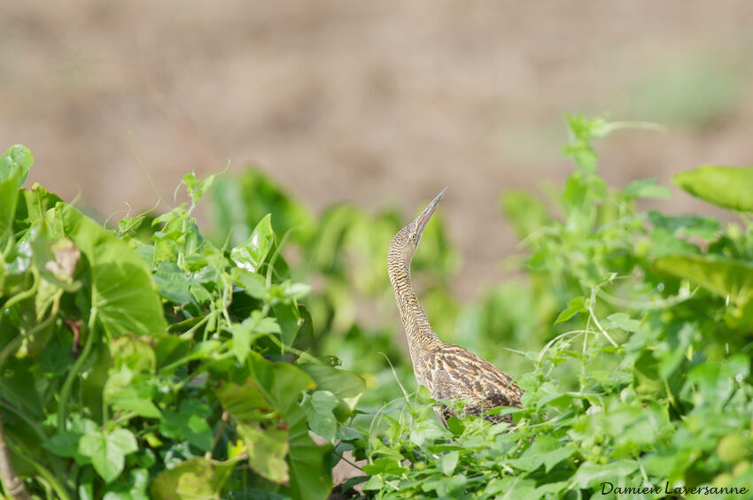 Butor mirasol, identification