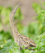 Pinnated Bittern